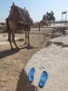 Egypt.JPG